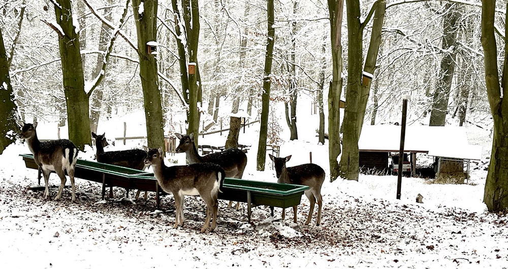 Ferienwohnung Malente - Casita in Ostholstein, Schleswig-Holstein nahe der Ostsee